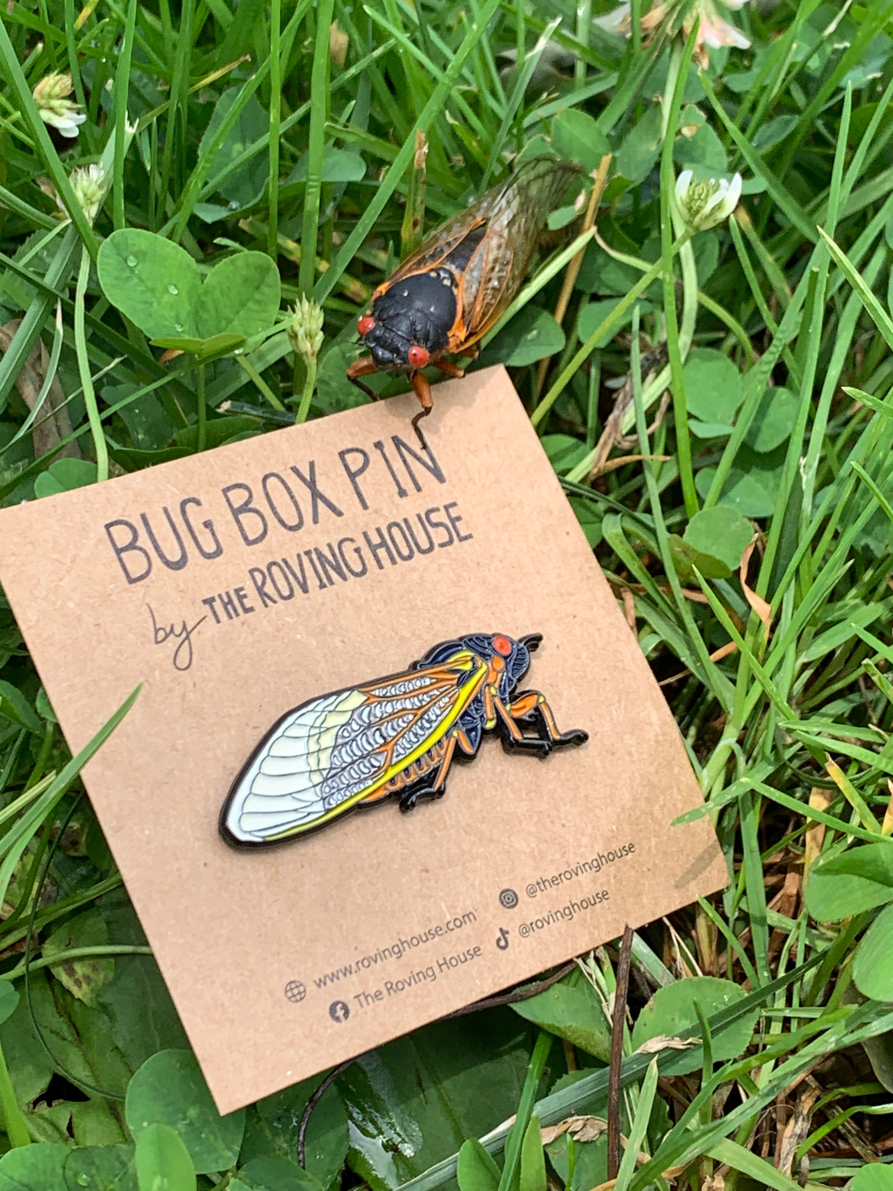 The stars of summer 2021: the Periodical Cicadas - The Roving House
