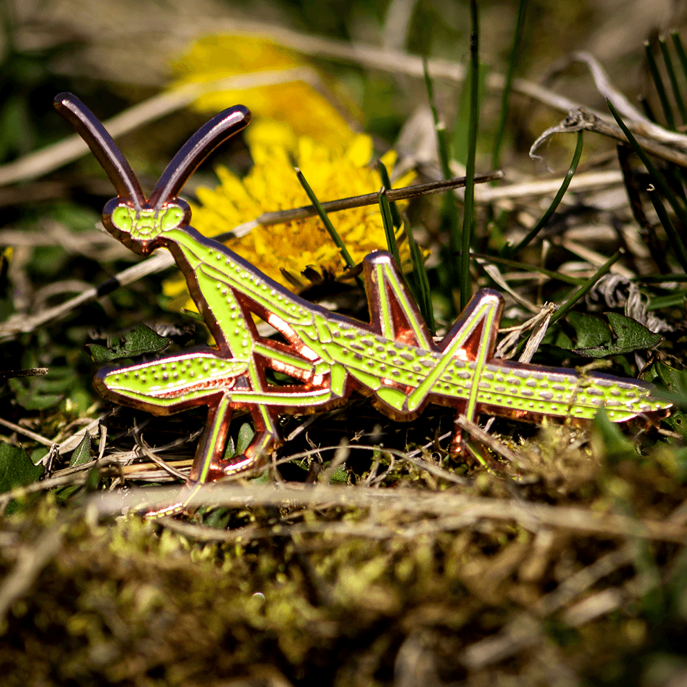 April 2023 Bug Box (Carolina Mantis) by The Roving House