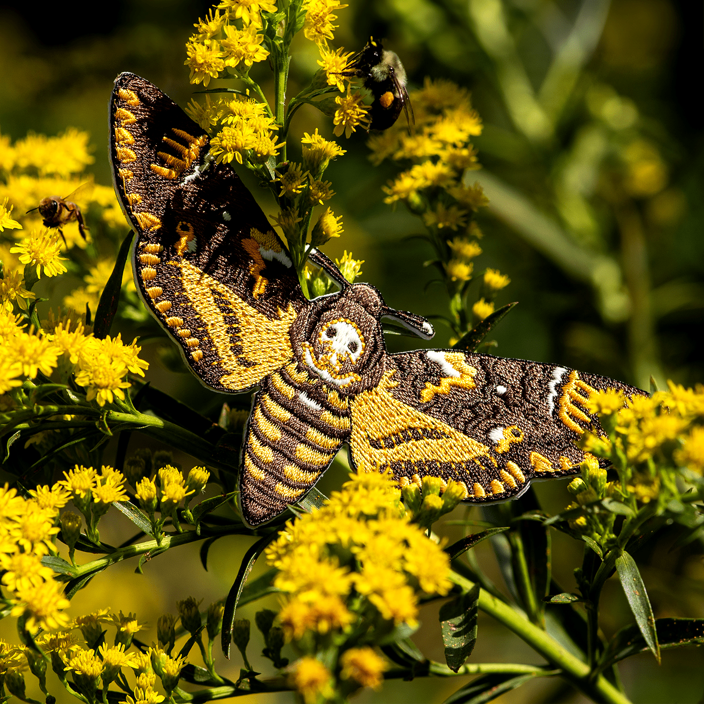 September 2023 Bug Box (African Death's-head Hawkmoth) by The Roving House