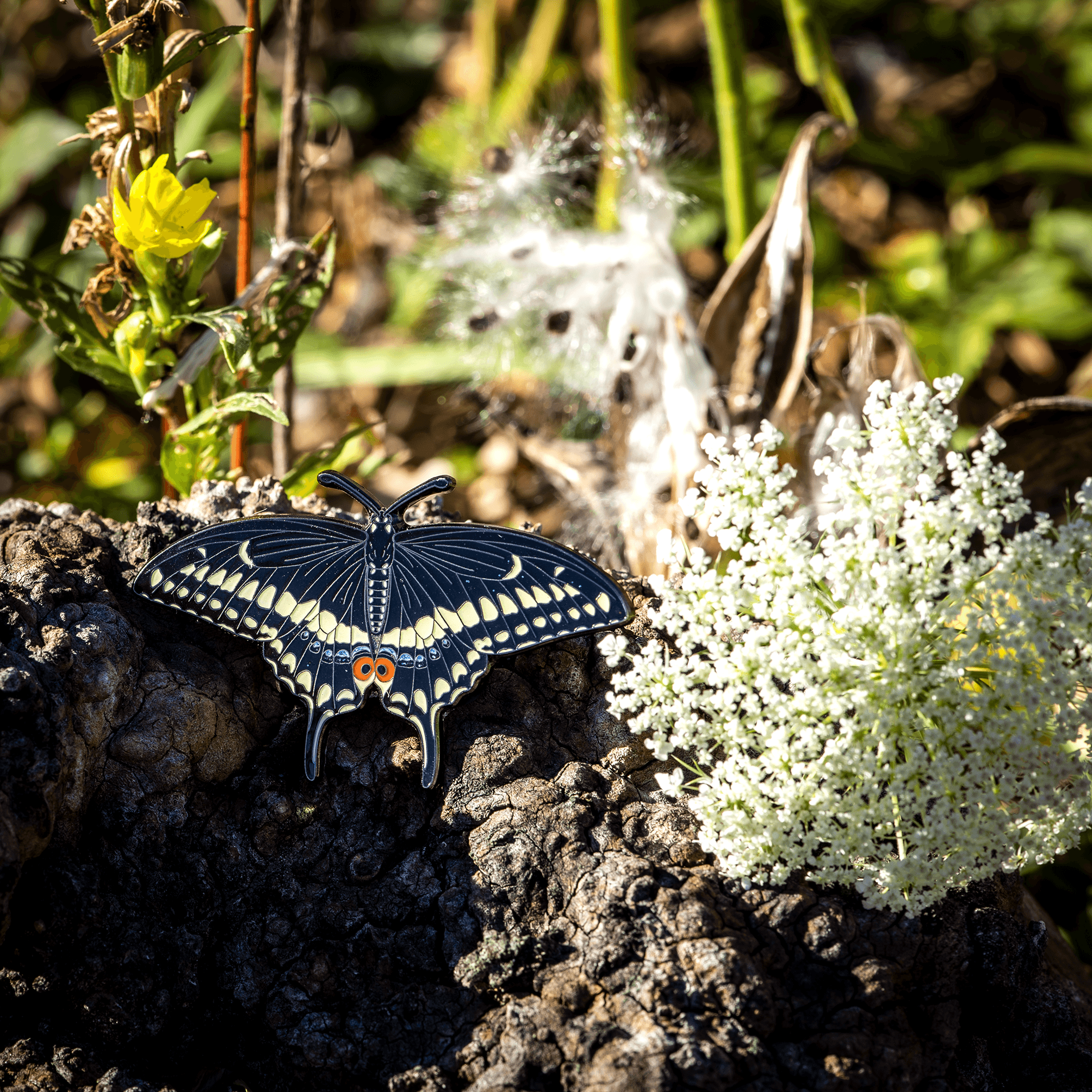 November 2022 Bug Box (Eastern Black Swallowtail) by The Roving House