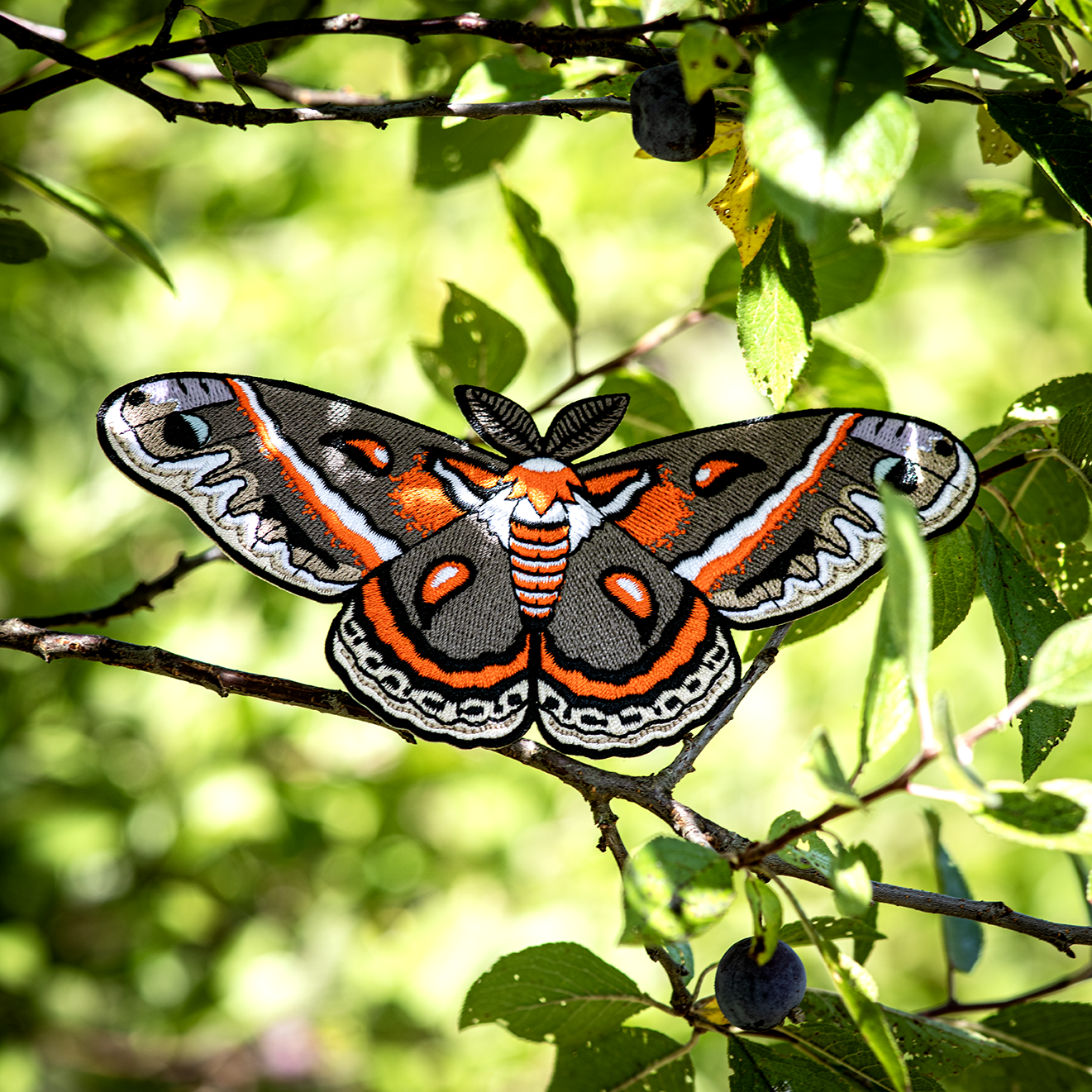 Cecropia Moth Life Size Patch