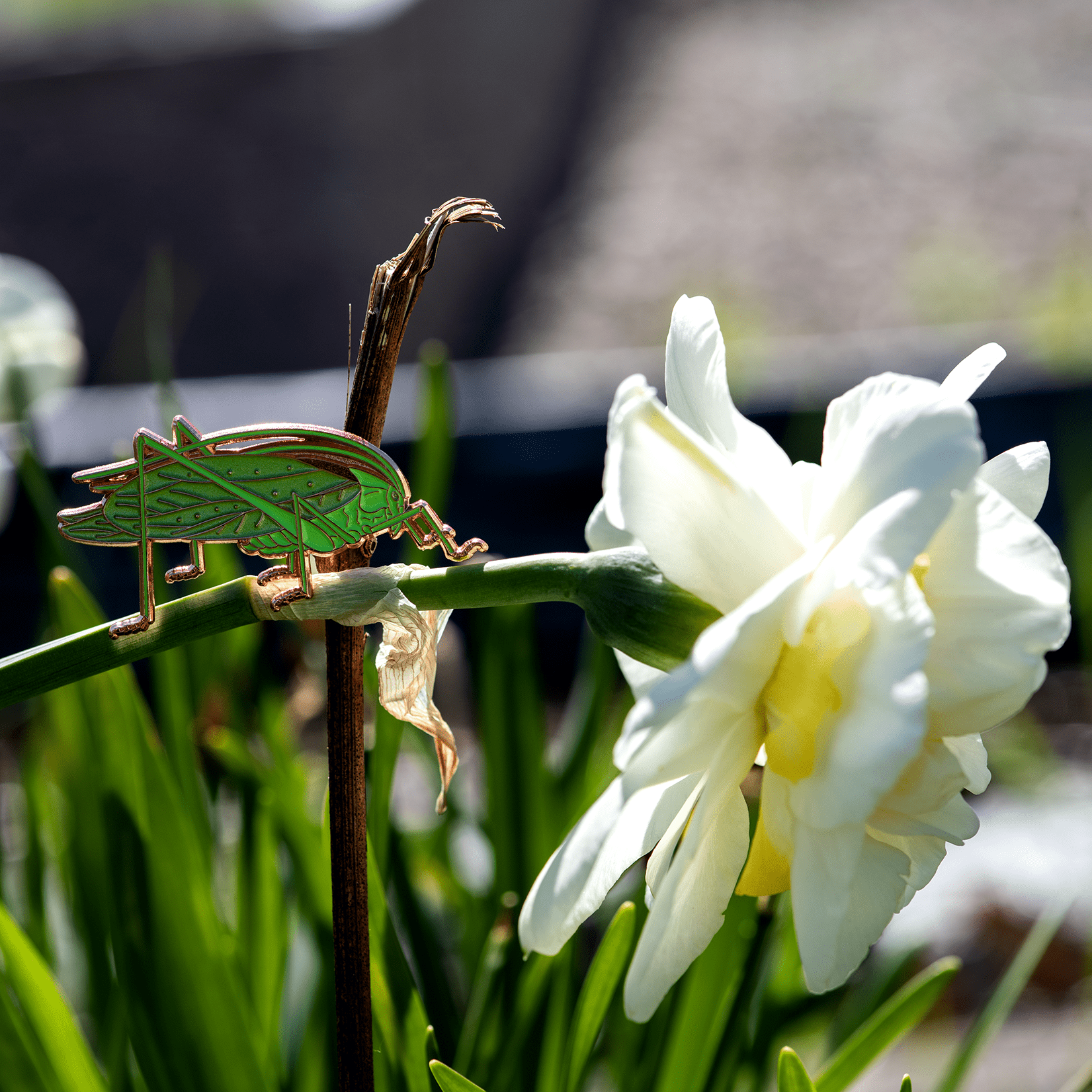 Oblong - winged Katydid Male Pin by The Roving House