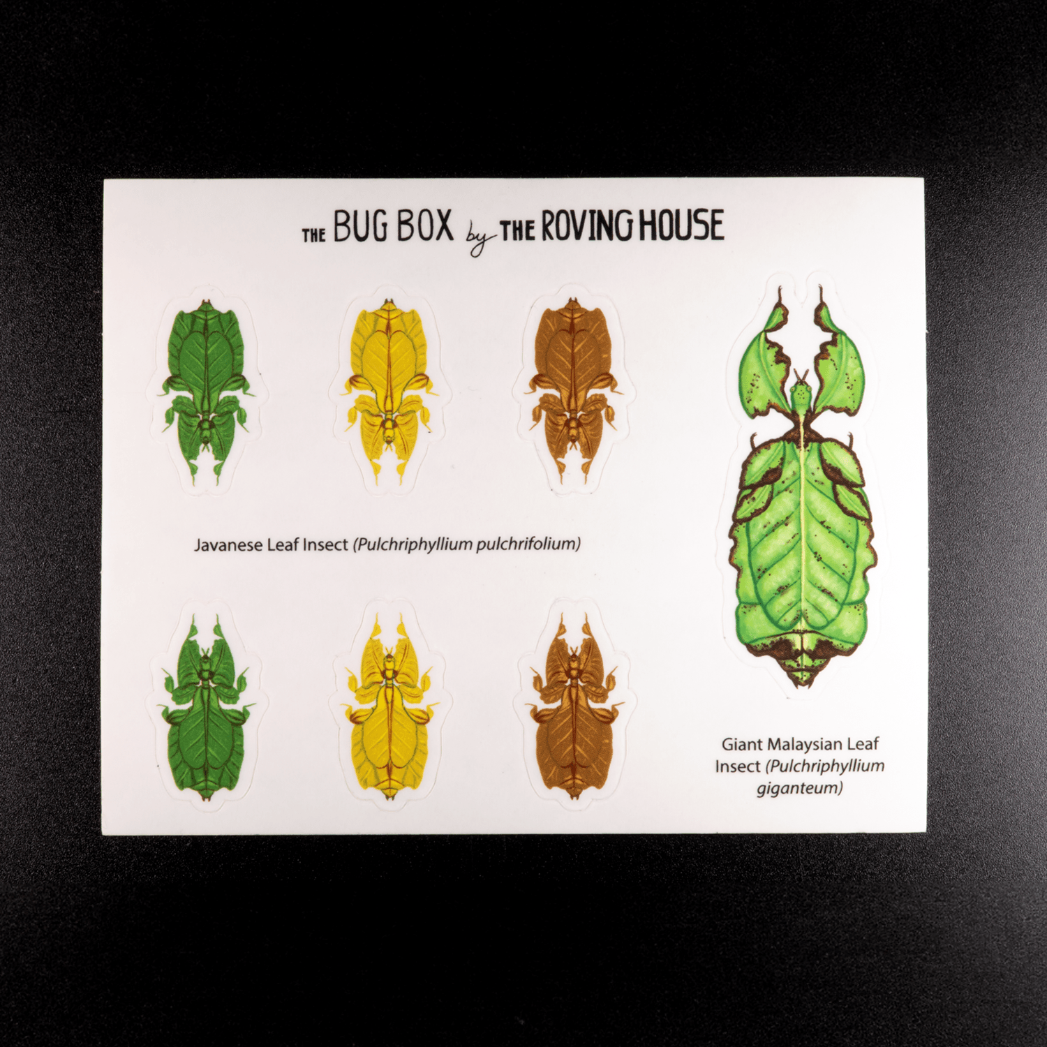 Leaf Insect Sticker Sheet by The Roving House