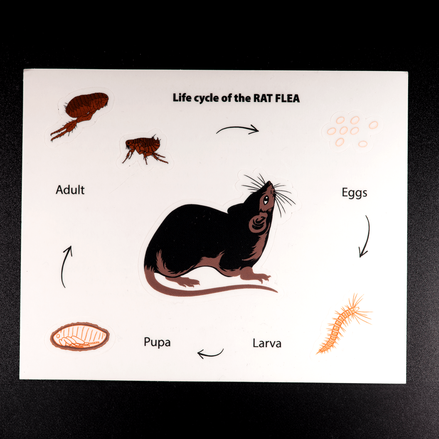 Rat Flea Sticker Sheet by The Roving House