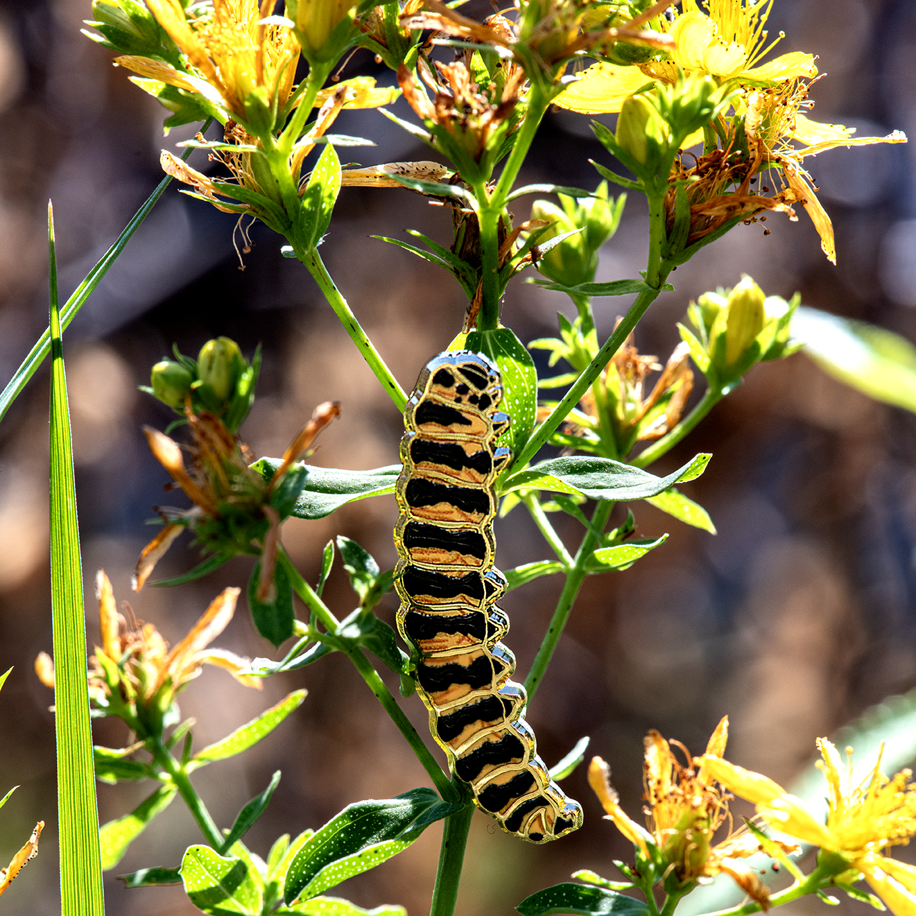 Cinnabar Moth Bug Box