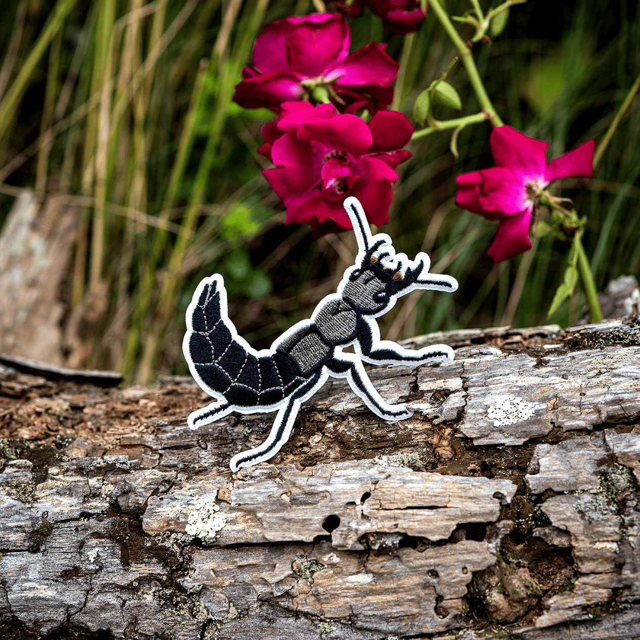 Devil's Coach - Horse Beetle Iron - on Patch by The Roving House