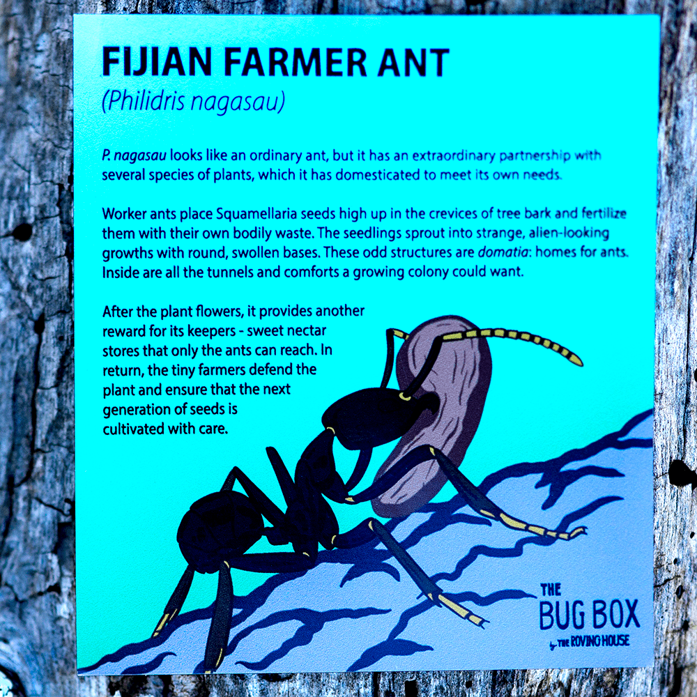 Bug Box Fact Magnets by The Roving House
