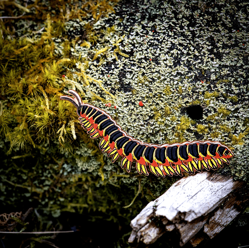 Kentucky Flat - backed Millipede Enamel Pin by The Roving House