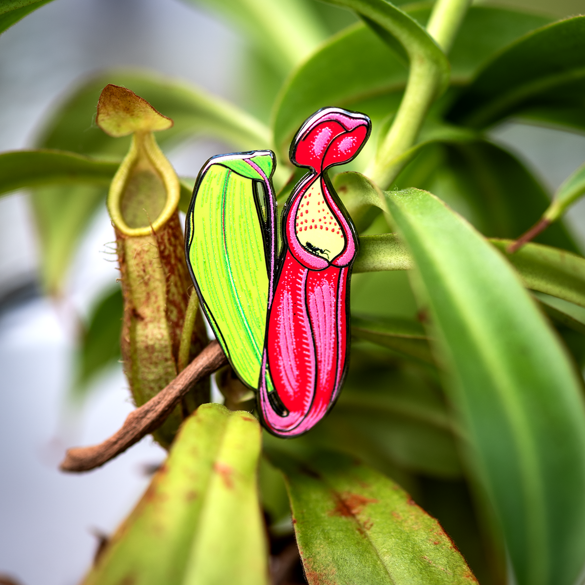 Nepenthes Sanguinea Pitcher Plant Enamel Pin
