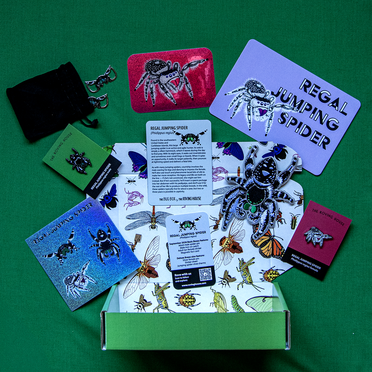 Regal Jumping Spider Bug Box