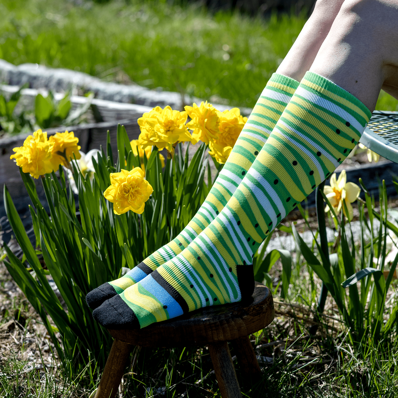 Zebra Swallowtail Caterpillar Socks