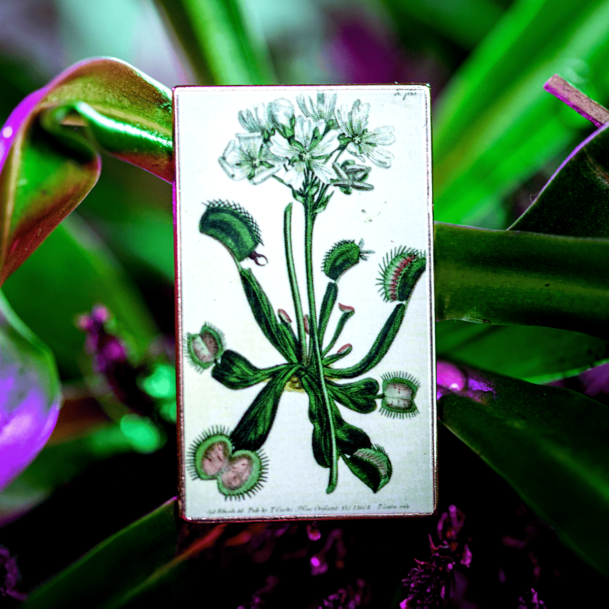 Venus①3冊 Venus – 2046 Print Shop