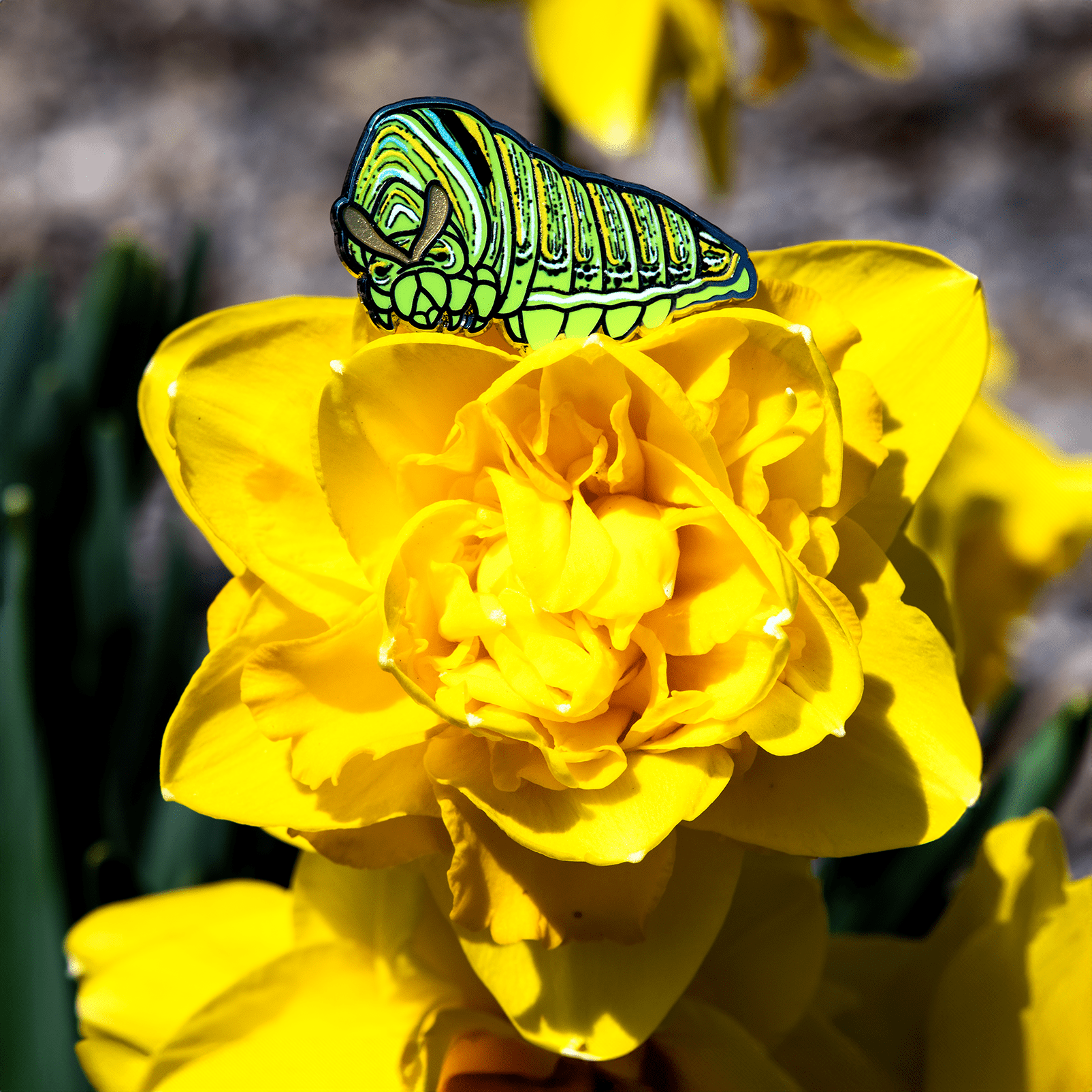 Zebra Swallowtail Caterpillar Enamel Pin