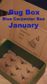 January 2022 Bug Box (Blue Carpenter Bee)