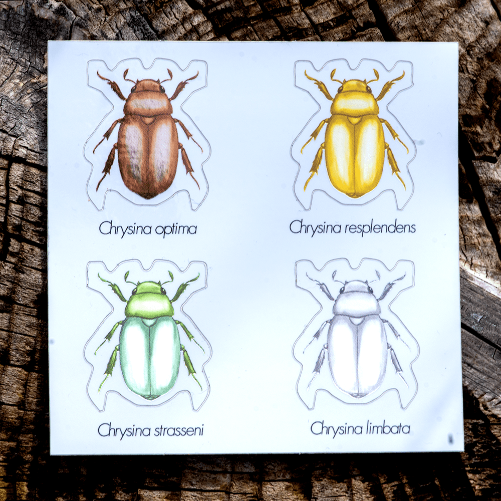 Jewel Scarab Beetle - Sticker Sheet by The Roving House
