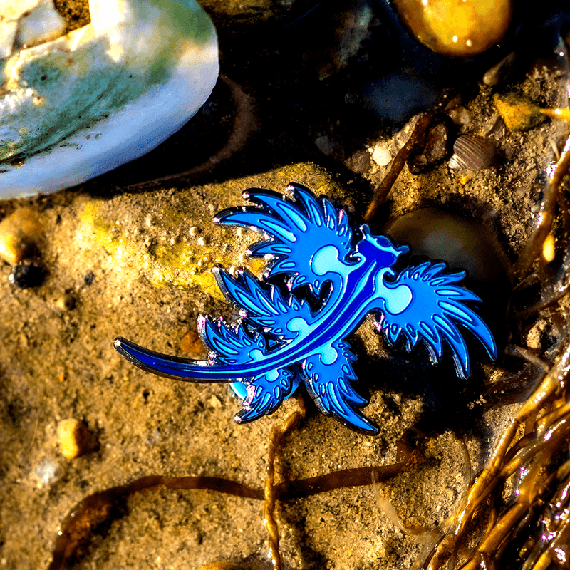 blue dragon nudibranch