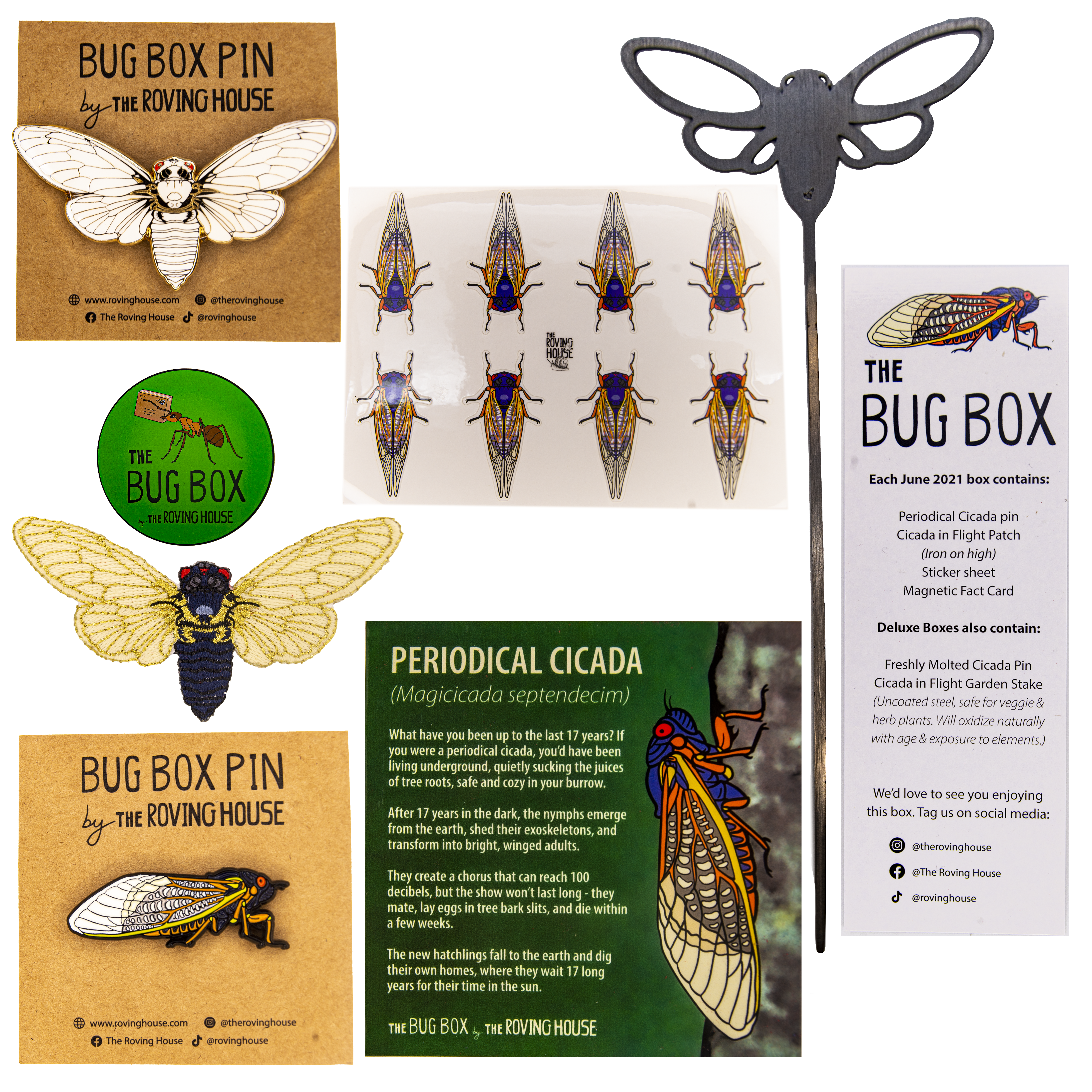 June 2021 Bug Box (Periodical Cicada)