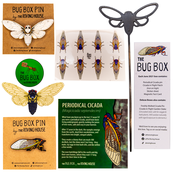 June 2021 Bug Box (Periodical Cicada)