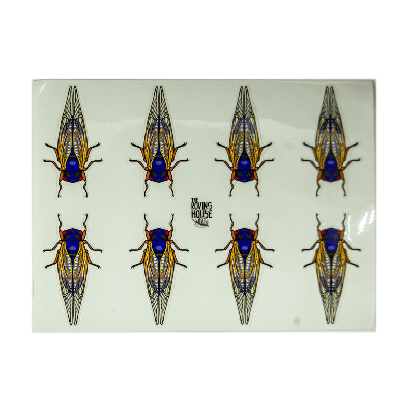 June 2021 Bug Box (Periodical Cicada)