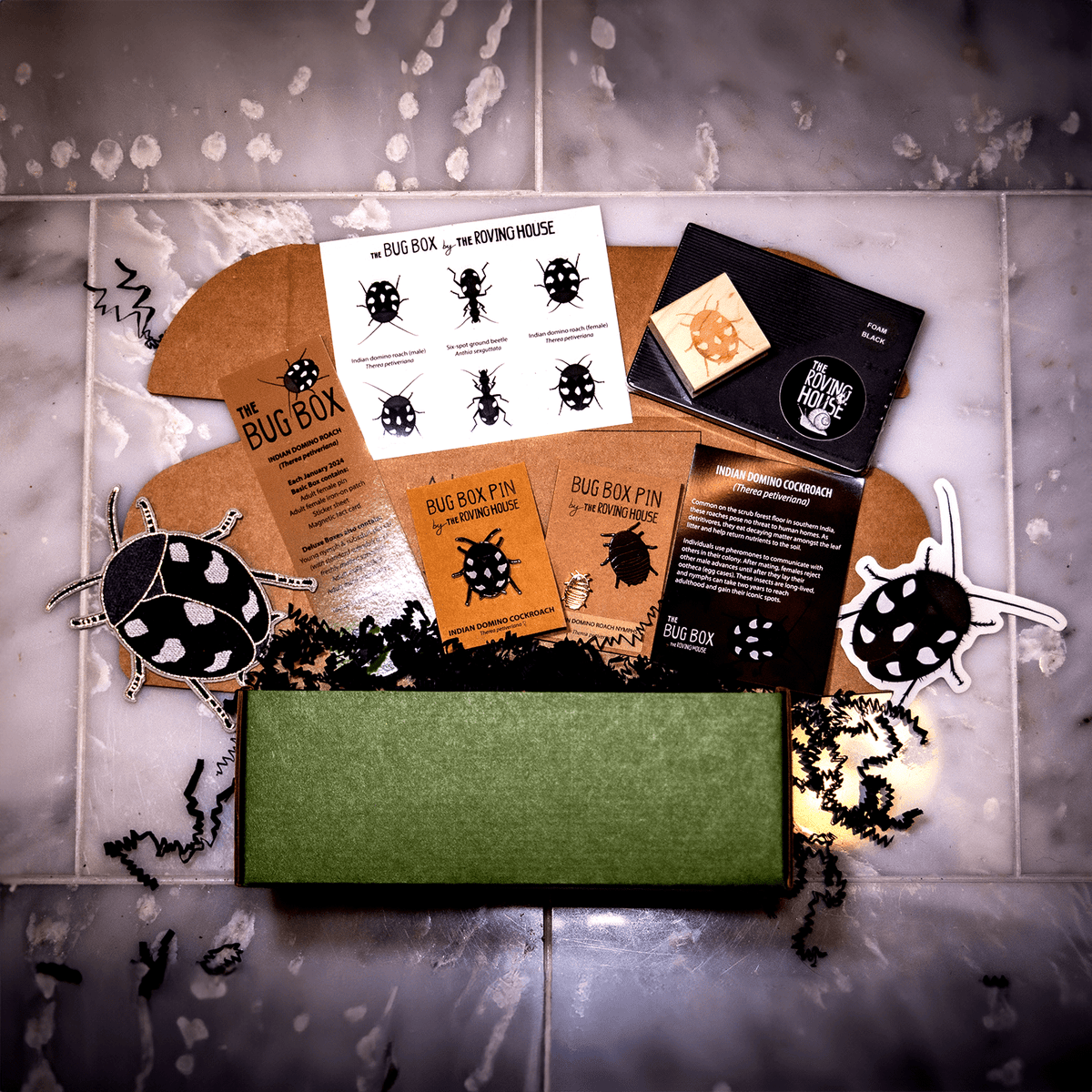Indian Domino Roach Bug Box