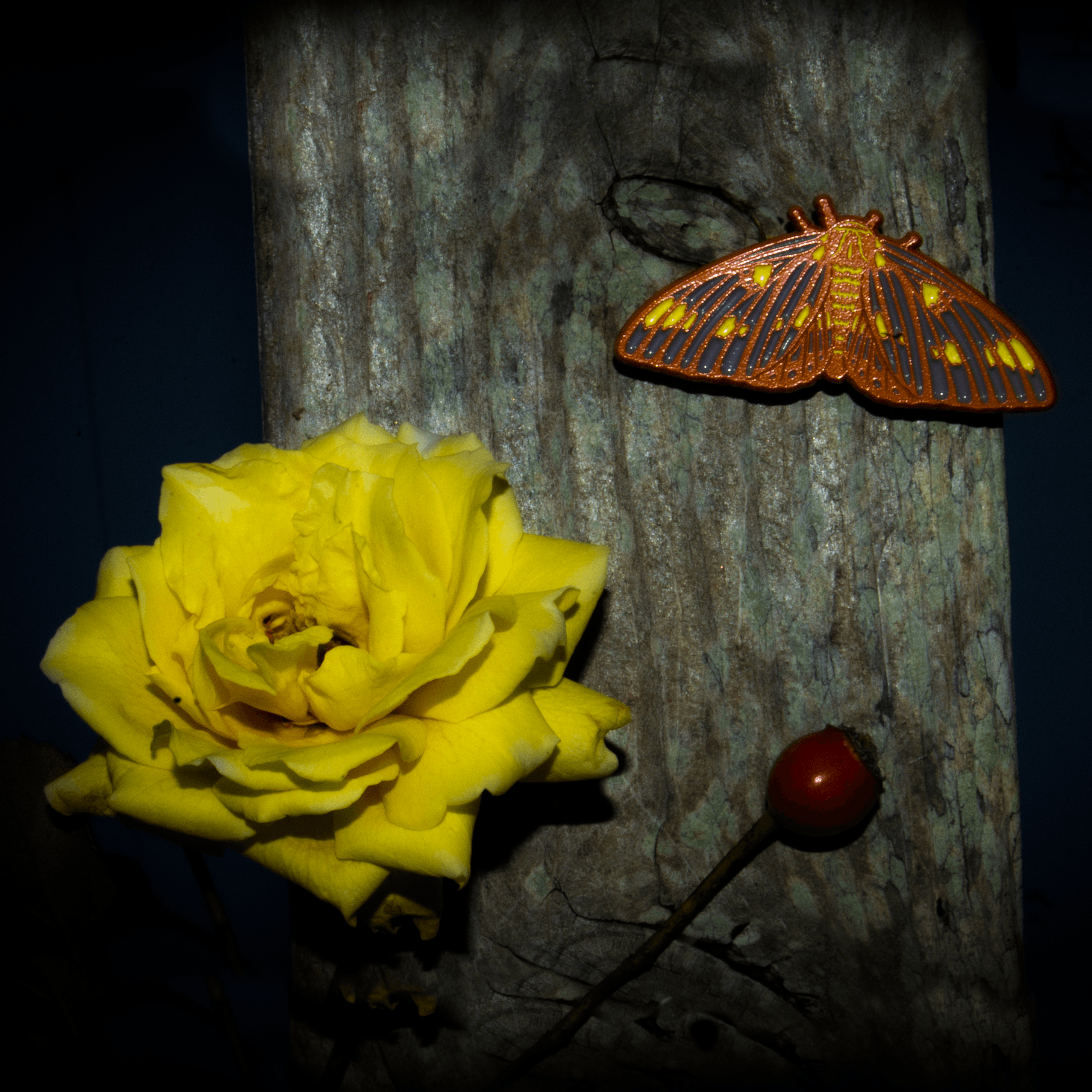A brightly colored orange, yellow, and grey Citheronia Regalis (Regal moth, Royal Walnut Moth) arranged with a yellow rose and rosehip on a weathered piece of wood.