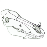 Hog Skull Pin