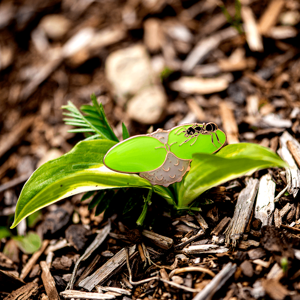 Fijian Farmer Ant and Plant Pin by The Roving House