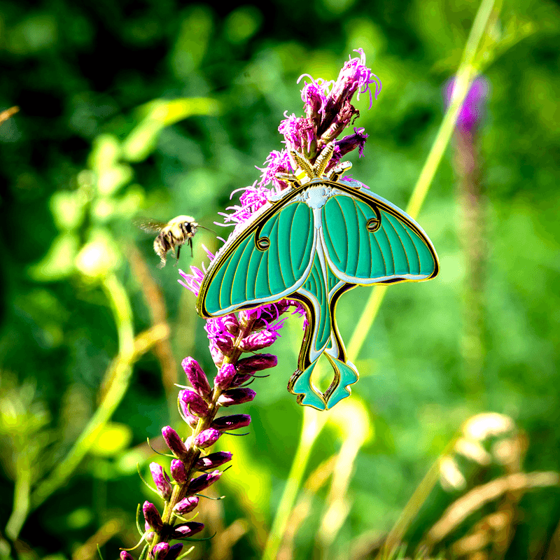 Luna Moth Life-size Pin by The Roving House