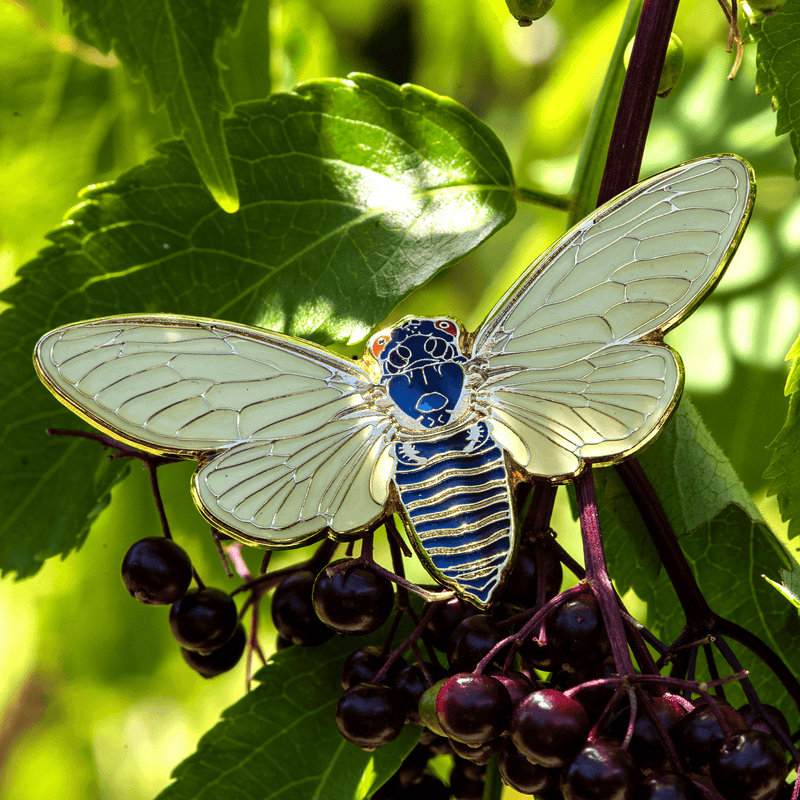 Flying Periodical Cicada Pin by The Roving House