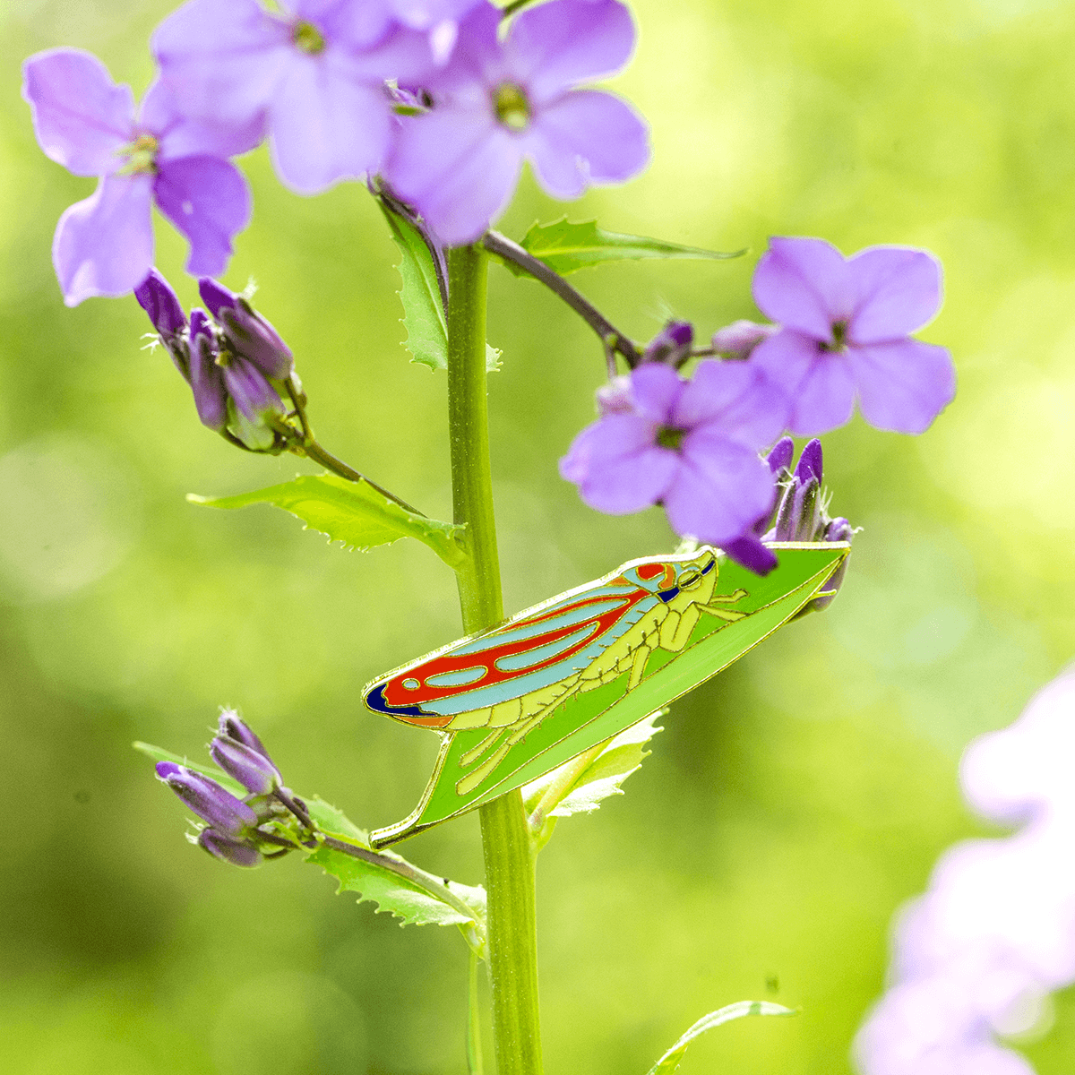 Candy Striped Leafhopper Pin