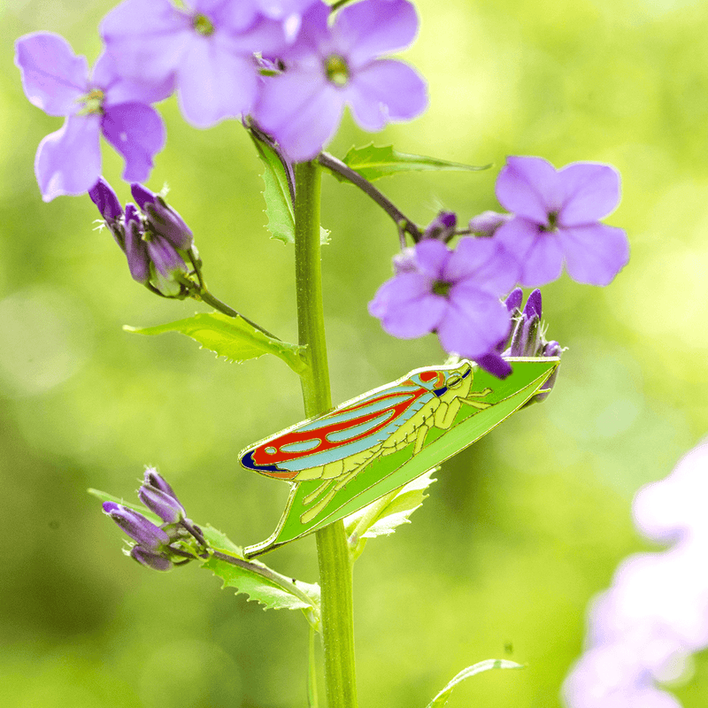 Candy Striped Leafhopper Pin by The Roving House