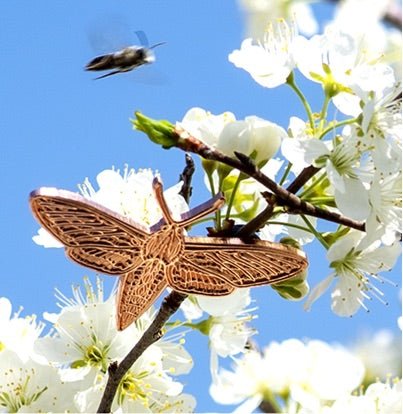 White-lined Sphinx Moth Pin | Raw for Modding by The Roving House