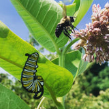 An enamel pin of a black, white, and yellow monarch caterpillar hanging in the J shape from a real milkweed plant. Nearby, a bumblebee flies towards the milkweed blossoms.