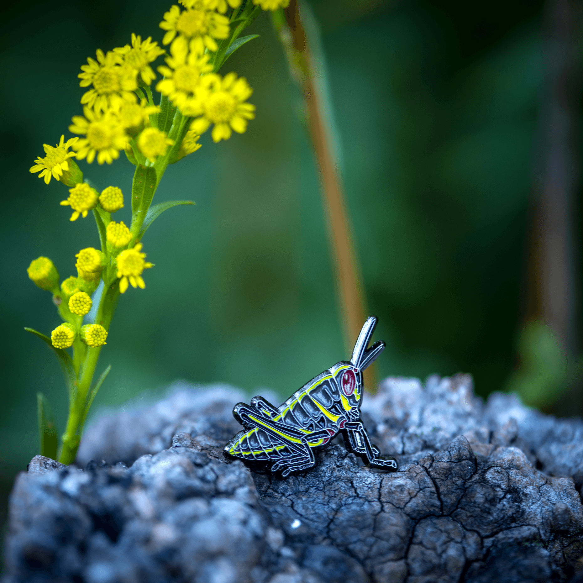 Eastern Lubber Grasshopper Nymph Pin by The Roving House