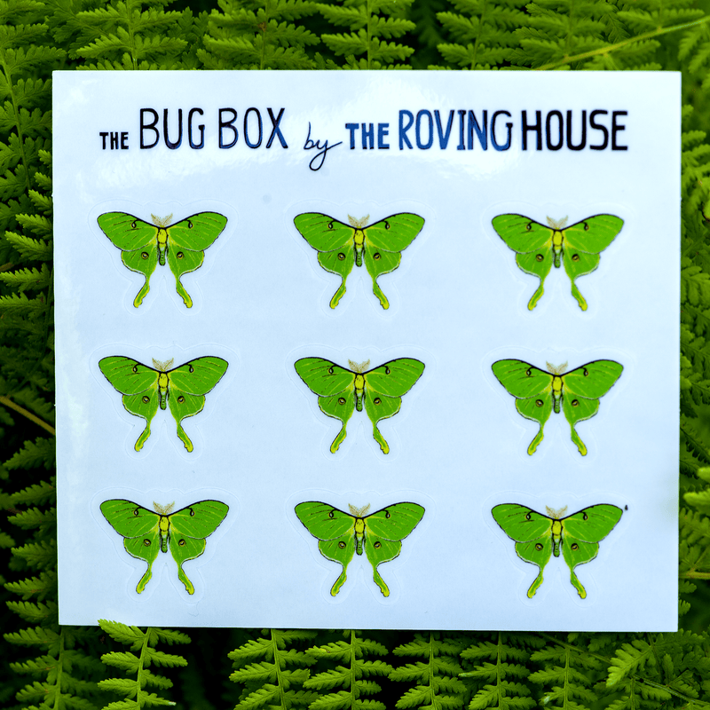 July 2022 Bug Box (The Luna Moth) by The Roving House