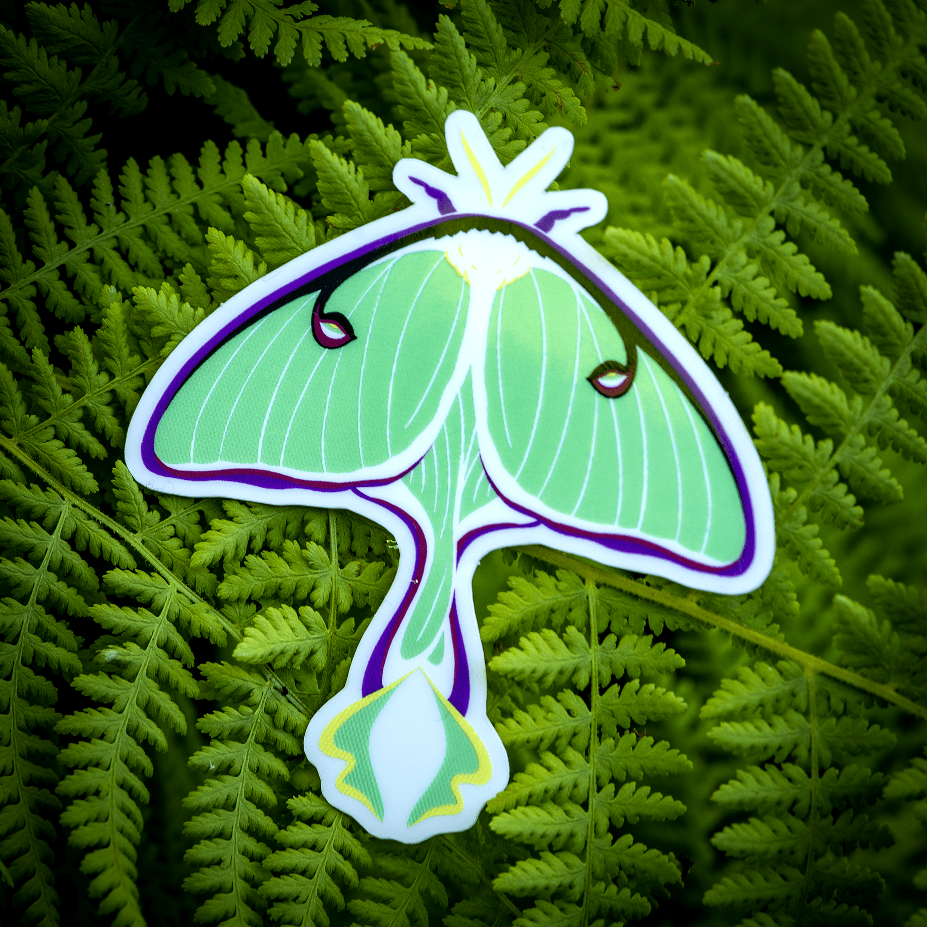 July 2022 Bug Box (The Luna Moth) by The Roving House