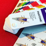 June 2021 Bug Box (Periodical Cicada)