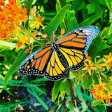 A life-sized orange, black, silver, and white monarch butterfly enamel pin (Danaus plexippus) placed on Butterfly Weed (Asclepias tuberosa) flowers. . 