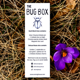 March 2022 Bug Box (Jewel Scarab Beetles)