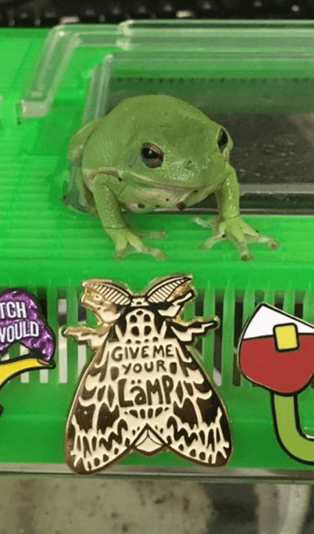 Give Me Your Moth Memes Enamel Pin