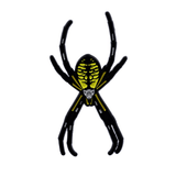 October 2021 Bug Box (Yellow Garden Spider)