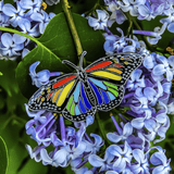 Rainbow Monarch Pride Pin