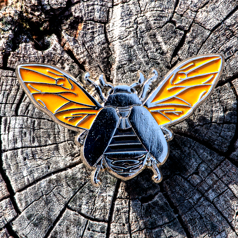 March 2022 Bug Box (Jewel Scarab Beetles)