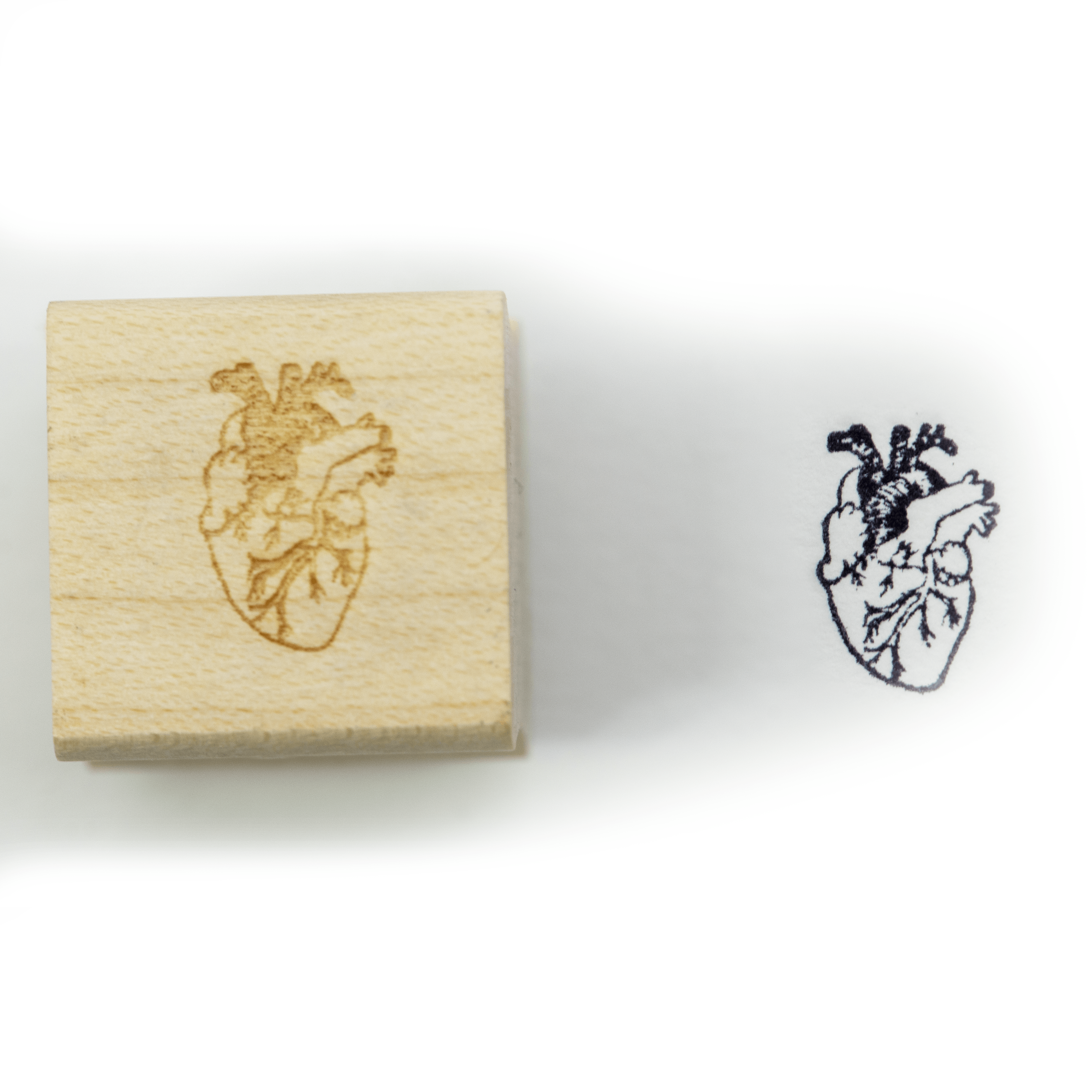 Anatomical Heart Stamp Block